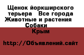 Щенок йоркширского терьера - Все города Животные и растения » Собаки   . Крым